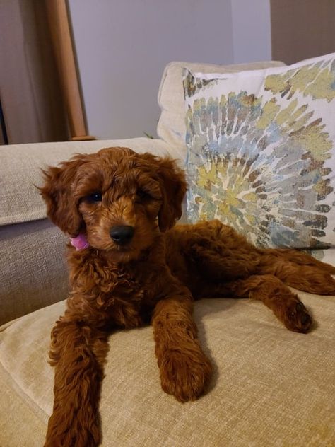 7 Best Goldendoodle Breeders In Minnesota Mini Goldendoodle Breeders, Mini Goldendoodles, Standard Goldendoodle, Goldendoodle Breeders, Mini Goldendoodle Puppies, Goldendoodle Puppy For Sale, Puppy Proofing, Mini Goldendoodle, Goldendoodle Puppy