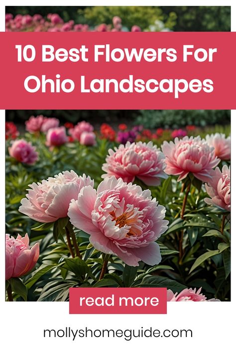 Discover the best flowers for Ohio that will thrive in your garden! From native perennials to self-seeding blooms, there are plenty of options to choose from. Create a vibrant pollinator garden in Northeast Ohio with these top 10 native perennial flowers that bloom all summer long. Whether you're looking for perennials that grow well in Ohio or planning a full sun garden, these plants are sure to beautify your outdoor space. Ohio Native Flowers, Ohio Flower Garden, Ohio Flowers, Ohio Garden, Full Sun Garden, Columbine Flower, Perennial Flowers, Best Flowers, Sun Garden