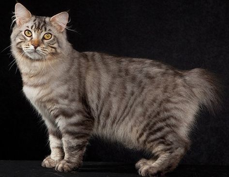 Largest Domestic Cat, American Bobtail Cat, Large Domestic Cat Breeds, Turkish Van Cats, Large Cat Breeds, Rare Cat Breeds, Domestic Cat Breeds, Bobtail Cat, American Bobtail