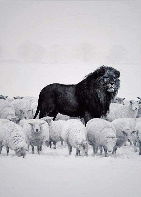 Be a lion amongst sheeps Lion Quotes, Sheep Art, Lion Painting, Black Lion, I Am Not Afraid, Black Sheep, A Lion, Having A Bad Day, Cute Quotes