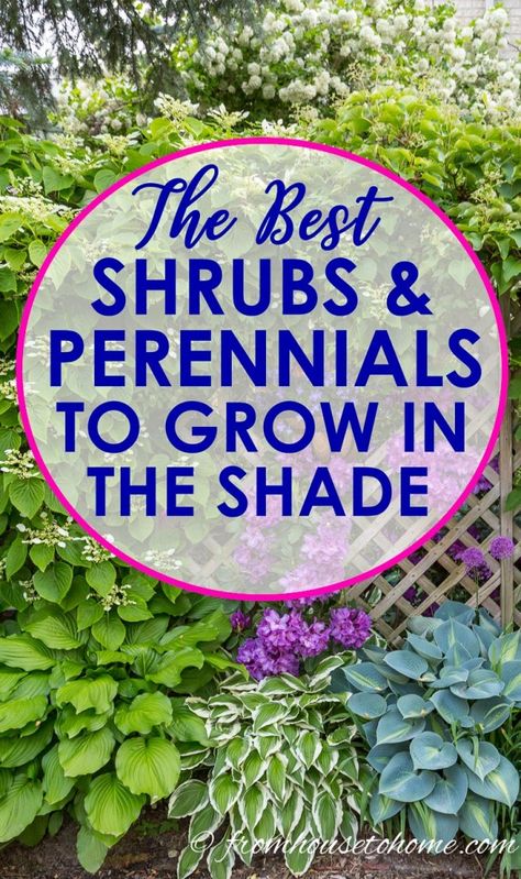 I love this list of plants to grow in shade! It has lots of perennials and shrubs that are perfect for the flower beds in my backyard shade garden. #ShadePlants #PlantsToGrowInShade #GardeningTipsAndPlants #ShadePerennials Shade Garden Landscaping, Backyard Shade Garden, Shade Plants Container, Perennials Low Maintenance, Shade Loving Shrubs, Shade Landscaping, Plants Under Trees, Shade Gardening, Shade Shrubs