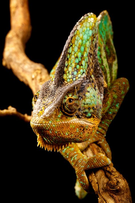 CameraCanon EOS 5D Mark II      Focal Length100 mm      Shutter Speed1/200 sec.      Aperture18      ISO/Film200        Category Macro      Uploaded February 10th 2012      Taken November 27th 2011      CopyrightMark Bridger Chameleon Habitat, Veiled Chameleon, Chameleon Lizard, Chameleon Art, Colorful Snakes, Komodo Dragon, Crocodiles, Reptiles And Amphibians, Super Natural