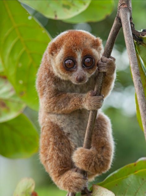 Pygmy Slow Loris, Unique Animals Beautiful, Beautiful Animals Photography Wildlife, Loris Animal, Worlds Cutest Animals, Unique Face Mask, Animal Photography Wildlife, Slow Loris, Forest Creatures