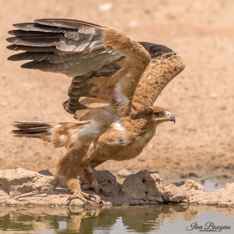 Tawny Eagle Tawny Eagle, Horse Projects, Hawk Bird, Eagle Wings, Kinds Of Birds, Creature Feature, Big Bird, Alam Yang Indah, Birds Of Prey