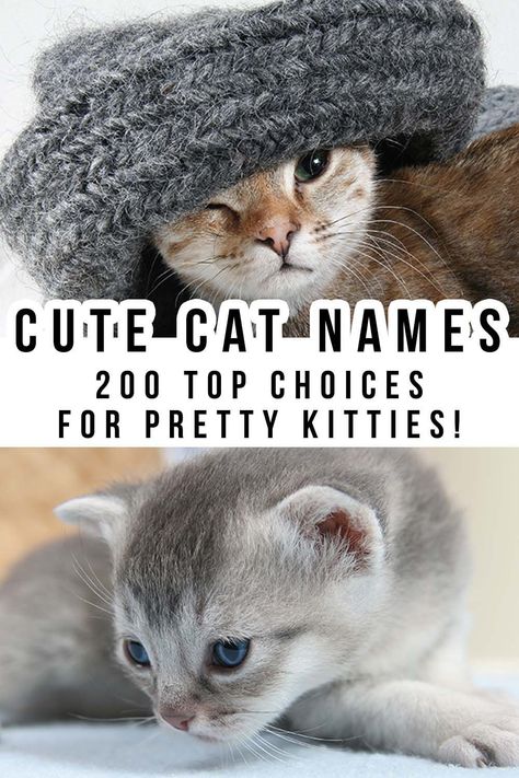 Cute Kitten Names Girl, Kitten Names Unique, Cat Names Female, Kitten Names Girl, Cat Names Aesthetic, Tabby Cat Names, Cat Sayings, Unique Cat Names, Cute Pet Names