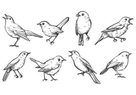 Free Nightingale Vectors Nightingale Tattoo, Nightingale Bird, Titmouse Bird, Web Design Blog, Budgies Bird, Make A Website, Bird Clipart, Nature Artists, Robin Bird