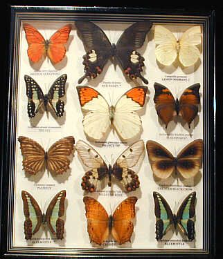 I want this. With fake butterflies. Pinned Butterflies, Taxidermy Decor, Insect Taxidermy, Vulture Culture, Shadow Box Art, Butterfly Pin, Insect Art, Butterfly Frame, Bugs And Insects