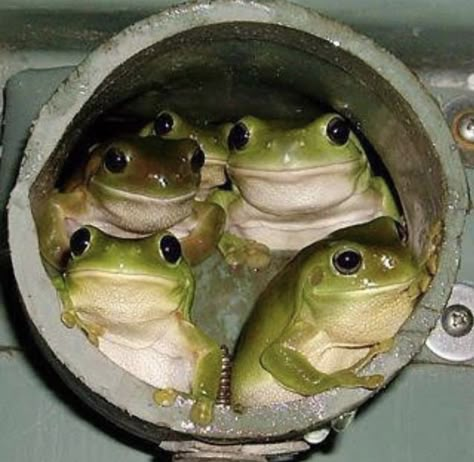 Frog Family, Sweet Frog, Green Frogs, Cairns Australia, Frog Pictures, Drain Pipe, Funny Frogs, Frog And Toad, Tree Frogs