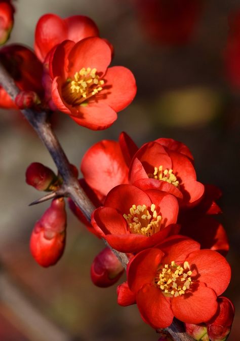 Japanese Camellia, Ruby Flower, Flowering Quince, Chinese Flower, Very Beautiful Flowers, Red Blossoms, Beautiful Flowers Photos, Wonderful Flowers, Watercolor Flower Art