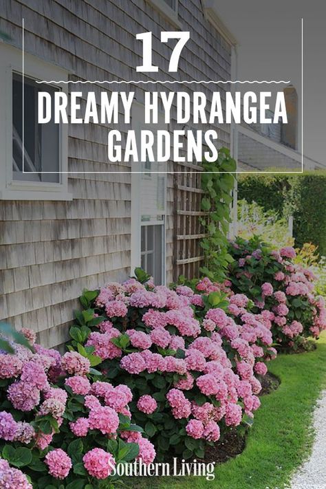 Backyard Hydrangeas, Hydrangea Flower Bed, Hydrangea Planters, Hydrangea Shade, Awesome Gardens, Backyard Landscape Ideas, Plant Combos, Garden Driveway, Hydrangea Tree