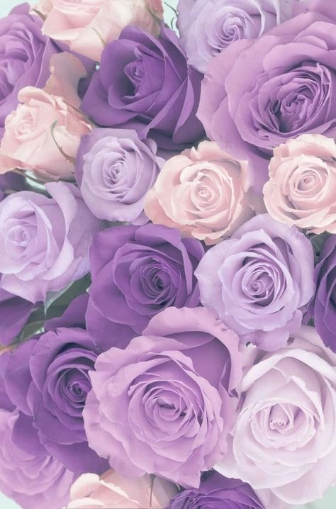 Lilac Roses Aesthetic, Lavender Aesthetic Color, Light Purple Aesthetic Pictures, Purple Rose Aesthetic, Purple Roses Aesthetic, Iphone Wallpaper Purple Flower, Light Purple Wallpaper, Purple Aesthetic Background, Roses Purple