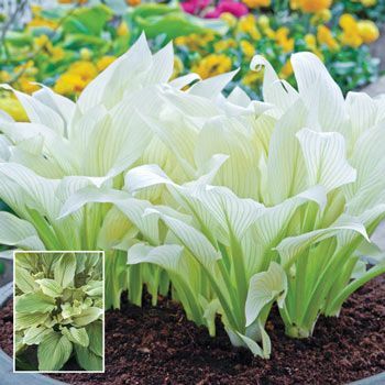 10 Best Shade Perennials - Perennial Flowers for Shade White Feather Hosta, Plantain Lily, Spring Hill Nursery, Hosta Gardens, Hosta Plants, Shade Perennials, Moon Garden, Ground Cover Plants, Have Inspiration