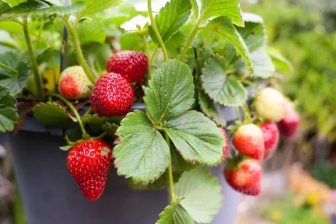 How to Grow and Care for Everbearing Strawberries Grow Strawberries From Seed, Strawberries In Pots, Everbearing Strawberries, Grow Strawberries, Strawberry Pots, Design Garden Ideas, Growing Strawberries, Strawberry Patch, Plant Diseases