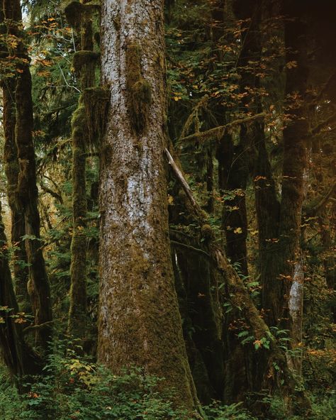 Happy October from Washingtons Olympic Peninsula🌲🌫️🍁🕸️🌊🌿 Happy October, Olympic Peninsula, Washington, Quick Saves