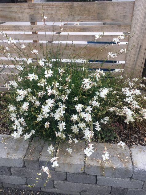 Gaura (Oenothera) lindheimeri - Xera Plants Gaura Plant, Drought Tolerant Shrubs, Drought Tolerant Garden, Potted Plants Outdoor, Butterfly Plants, Garden Plant Pots, Border Plants, Patio And Garden, Herbaceous Perennials