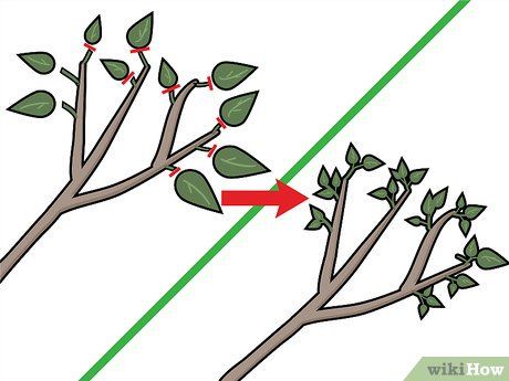 3 Ways to Prune a Bonsai Tree - wikiHow Bonsai Fruit Tree, Bonsai Pruning, Bonsai Tree Types, Bonsai Tree Care, Bonsai Techniques, Indoor Bonsai Tree, Plantas Bonsai, Jade Plant, Mini Bonsai