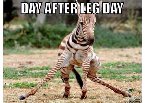 I get so sore that I can't walk. Leg Day problems! Leg Day Memes, After Leg Day, Fitness Memes, Haha So True, Paleo Lifestyle, Workout Memes, Gym Memes, Gym Humor, Leg Day