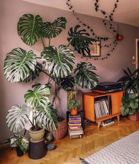 Monstera Deliciosa Care, Tanaman Indoor, Lots Of Plants, Diy Plant Stand, Decoration Plante, Bedroom Plants, Houseplants Indoor, Monstera Plant, House Plants Decor