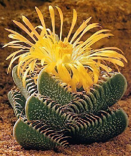 Kaktus Dan Sukulen, Weird Plants, Blooming Cactus, Growing Succulents, Succulent Gardening, Unusual Plants, Unusual Flowers, 수채화 그림, Agaves