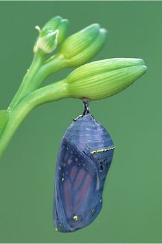 Monarch butterfly Chrysalis by Steve Gettle Monarch Butterfly Cocoon, Butterfly Crisalys, Butterfly Leaving Cocoon, Chrysalis Sculpture, Butterfly Cocoon Drawing, Chrysalis Tattoo, Chrysalis Craft, Monarch Chrysalis, Butterfly Pupa