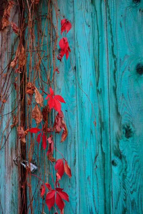 Imgur Post - Imgur Bild Gold, Peeling Paint, Shades Of Turquoise, Red And Teal, Red Turquoise, Aqua Turquoise, Tumblr Wallpaper, Colour Board, World Of Color