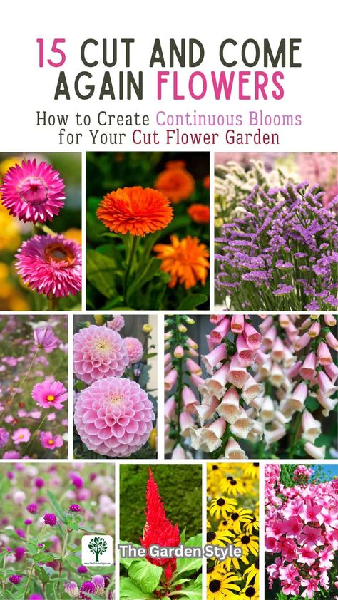 Cut and Come Again Flowers: Continuous Blooms for Your Garden - The Garden Style Flowers All Year Round, Perennial Cut Flower Garden, Flowers To Grow For Bouquets, How To Start A Cut Flower Garden, Fresh Cut Flower Garden, Guest Bedroom Rustic, Flowers That Come Back Every Year, Cut And Come Again Flowers, Cut Flower Garden Ideas