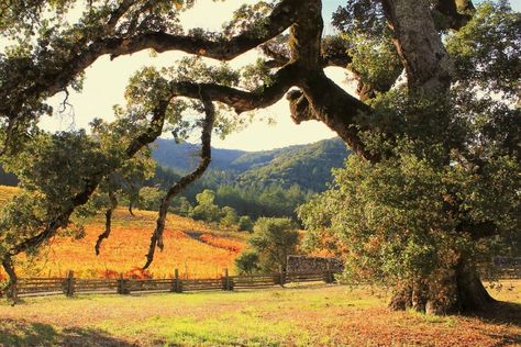 Healdsburg Wineries, Sonoma Wineries, Sonoma Wine Country, Sonoma Valley, Small Town Romance, Fall Hiking, Sonoma County, Fall Color, Fall Foliage