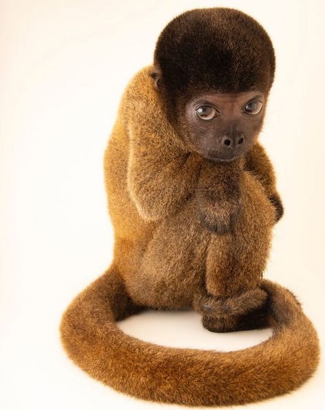 Endangered Peruvian woolly monkey by Joel Sartore Woolly Monkey, National Geographic Photography, Joel Sartore, Monkey 2, Monkey Pictures, 얼굴 그리기, Gallery Wallpaper, Human Reference, Silly Animals