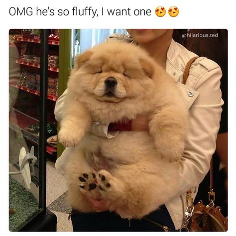 Funny animals Fluffy Dogs, Funny Animal Jokes, Funny Animal Memes, Puppy Pictures, Animal Jokes, Chow Chow, Funny Animal Pictures, Baby Dogs, Cute Little Animals