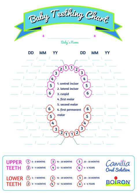 How to create a Basic Baby Teething Chart? Download this Basic Baby Teething Chart template now! Baby Teething Chart, Baby Tooth Chart, Teething Chart, Teeth Whitening Methods, Teeth Whitening Procedure, Dental Images, Brighten Teeth, Tooth Chart, Teeth Whitening Remedies