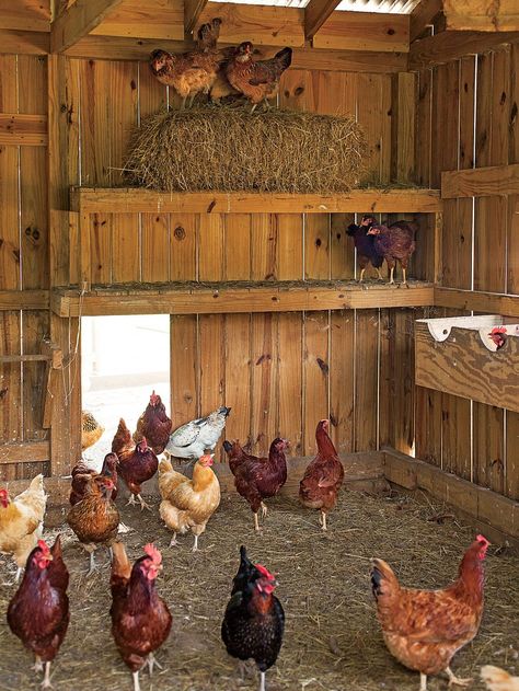 Coming Home To Roost | Southern Living Reban Ayam, Home To Roost, Coop Design, Chicken Cages, Chicken Coop Designs, Chicken Garden, Coop Plans, Keeping Chickens, Building A Chicken Coop