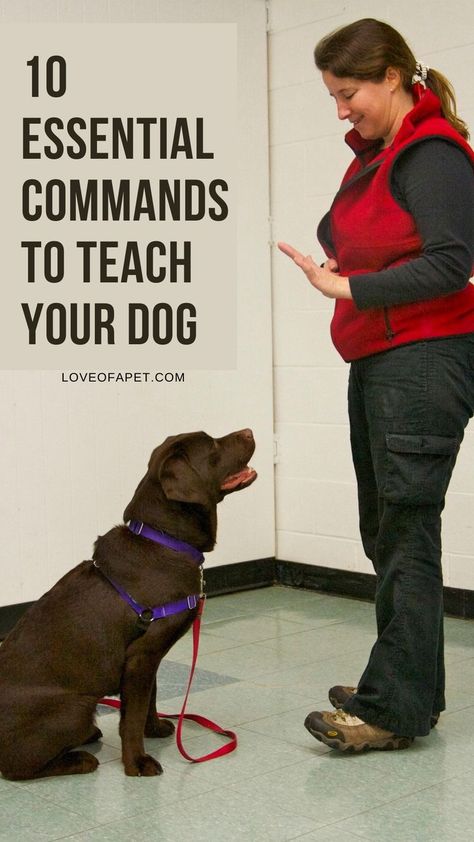 10 Essential Commands to Teach Your Dog Dog Commands List, Dog Training Commands List, Funny Talking Dog, Puppy Training Guide, Pampered Dogs, Training Puppy, Dog Behaviorist, Crate Training Puppy, Dog Commands