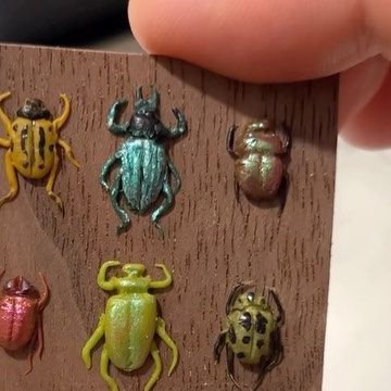 Emma on Instagram: "Teeny tiny beetles✔️ #miniatures #miniature #cabinetofcuriosities #oddities #beetles" Clay Beetle, Mini Cabinet, Bug Art, Clay Stuff, Surprise Box, Creepy Crawlies, Miniatures Tutorials, August 28, Dreamy Art