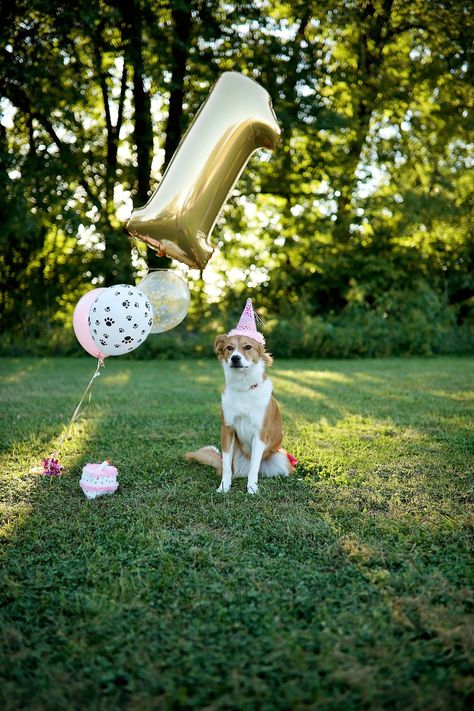 Dog Birthday Photoshoot Outside, Dog Cake Smash, Dogs First Birthday, Dog Birthday Photoshoot, Dog Boutique Ideas, Doggie Birthday, Smash Cake First Birthday, Party At The Park, Dog First Birthday