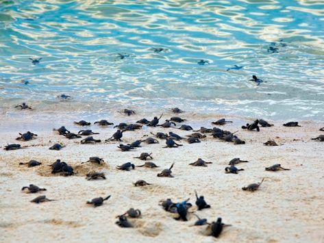 Turtles Hatching, Sea Turtles Hatching, Turtle Hatching, Sandakan, Baby Sea Turtles, Baby Sea Turtle, Turtle Love, Turtle Beach, Baby Turtles