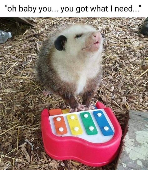 Biz Markie - Just a Friend Baby Possum, Awesome Possum, Piano Man, Unusual Animals, Silly Animals, Music Artist, Funny Animal Memes, Wholesome Memes, Cute Creatures