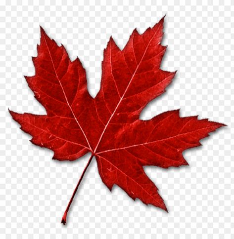 Maple Leaf Clipart, Canadian Leaf, Canada Leaf, Background Png Images, Png Images For Editing, Leaves Sketch, Leaf Png, Ballpoint Pen Art, Birthday Banner Background