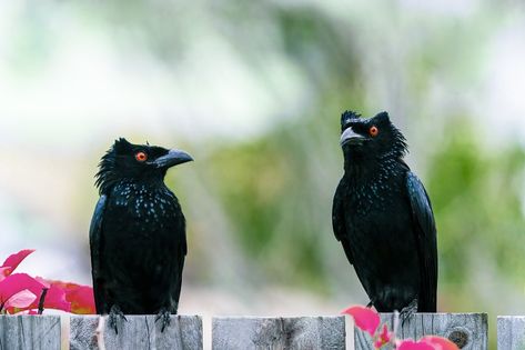 Two Asian Glossy Starlings sitting on a fence Starling, Amphibians, Reptiles, Mammals, Fence, Birds, Animals