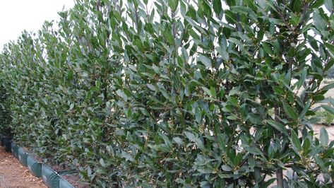 Laurus nobilis (Bay laurel) | Hedge from Twining Valley Nurs… | Flickr Bay Leaf Tree, Ornamental Horticulture, Laurel Hedge, Bay Laurel, Laurus Nobilis, Garden Hedges, Bay Tree, Backyard Plants, Living Walls