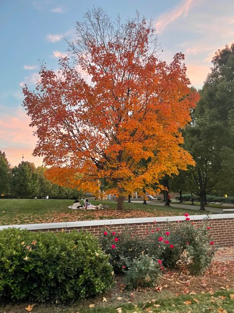 fall tree, no filter, nature, beautiful nature, fall vibes Nature Fall, Collage Pictures, Fall Wallpapers, Fall Trees, Fall Tree, Fall Things, Autumn Tree, Spooky Szn, Fall 24