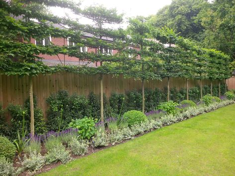 Practical Garden, Garden Hedges, Screen Plants, Small Courtyard Gardens, Garden Privacy, Back Garden Design, Garden Screening, Outdoor Gardens Design, Backyard Garden Design