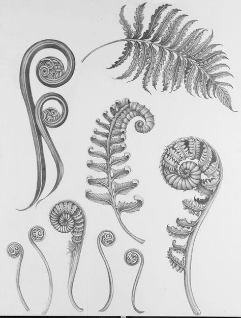 Even more fern shapes Fern Illustration, Botanisches Tattoo, New Zealand Tattoo, Fiddlehead Ferns, Botanisk Illustration, Fern Tattoo, Plant Tattoo, Irezumi Tattoos, Maori Art