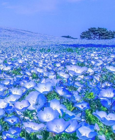 lifeisverybeautiful: “Blue Hill (Nemophila) Hitachi Seaside Park, Japan by fairi_love_03082 ” Hitachi Seaside Park, Whats Wallpaper, Seaside Park, Tapeta Galaxie, Alam Yang Indah, Nature Aesthetic, Flower Field, Fantasy Landscape, Nature Wallpaper