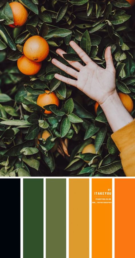 Black Green Orange and Mustard Yellow Color Scheme – Color Palette #33 1 - I Take You | Wedding Readings | Wedding Ideas | Wedding Dresses | Wedding Theme Mustard Green Color Palette, Green And Orange Pallet Color, Black Green Orange Color Palette, Navy Green Orange Color Palette, Dark Green Mustard Yellow Color Palette, Moss Green Complimentary Colors, Dark Green And Yellow Color Palette, Orange And Green Color Scheme, Mustard Yellow Color Scheme