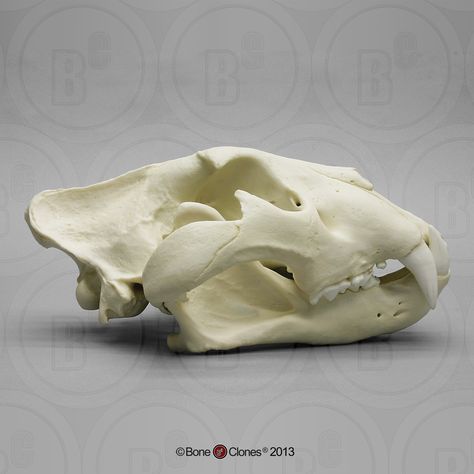 Extra Large African Lion Skull, Male Bear Skull, Dog Skull, Skull Reference, Wolf Skull, Galapagos Tortoise, Animal Skeletons, Clouded Leopard, Animal Skull, Animal Anatomy