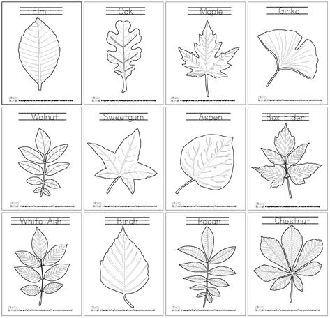 Lets learn about the leaves with the leaf coloring pages! Leaf Worksheet, Leaf Pictures, Leaves Coloring, Types Of Leaves, Décoration Baby Shower, Leaf Identification, Leaf Coloring Page, Tree Study, Fall Art Projects