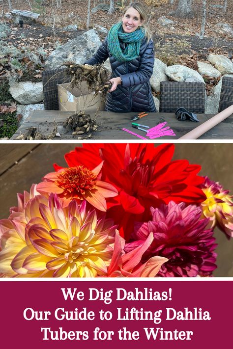 We dig dahlias - literally! In our zone, 6a, dahlias can't overwinter in the ground. As a result, we have to dig them up. Follow along to learn how to properly dig your dahlias and store them for the winter so that you can get beautiful blooms next year! Check the video out over on our YouTube channel. Gardening Videos, Dahlia Tubers, Beautiful Blooms, Dahlia, The Winter, Youtube Channel, To Learn