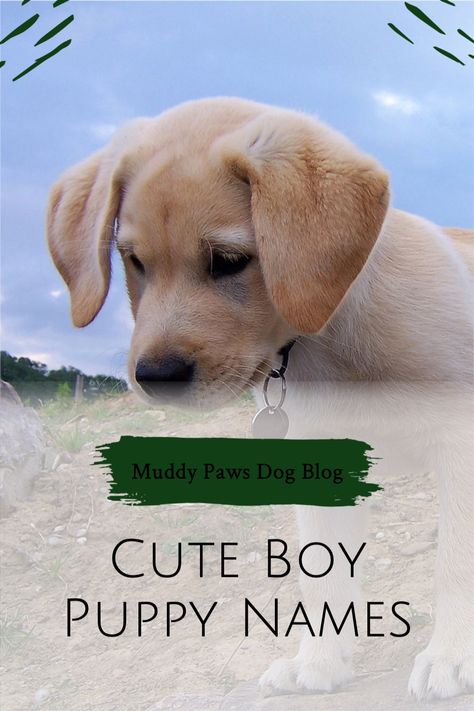 Dog Boy Names, Unique Dog Names Boy, Cute Boy Dog Names, Boy Puppy Names Unique, Puppy Names Boy, Dog Symbolism, Puppy Names Unique, Small Dog Names