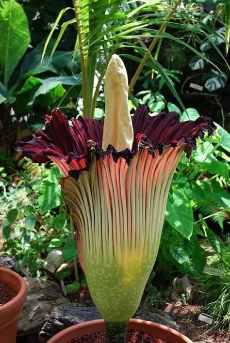 Cuphea Plant, Goth Plants, Creepy Garden, Creepy Plants, Spooky Plants, Amorphophallus Titanum, Titan Arum, Hindu Rope Plant, Corpse Flower