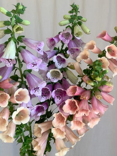 Foxglove Arrangement, Foxglove Varieties, Foxglove Aesthetic, Foxglove Bouquet, Oklahoma Flowers, Foxglove Wedding, Flowers Easy Craft, Pink Foxglove, Purple Foxglove